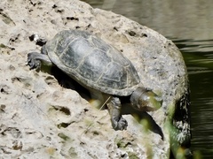 Kinosternon integrum