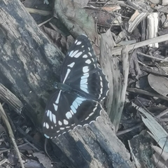 Limenitis helmanni