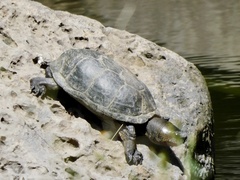 Kinosternon integrum