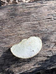 Laetiporus portentosus