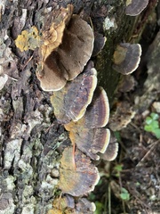 Ischnoderma benzoinum