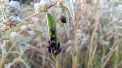 Orsilochides guttata