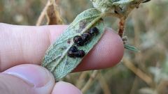 Orsilochides guttata