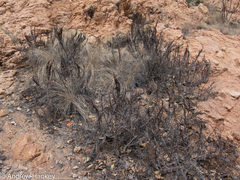 Myrothamnus flabellifolius