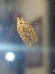 Agonopterix thelmae