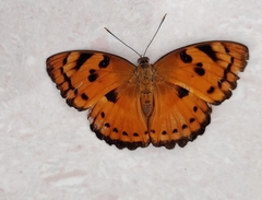 Euthalia nais