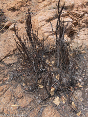 Myrothamnus flabellifolius