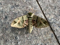 Callambulyx tatarinovii