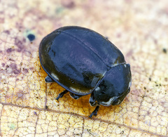 Harmonia quadripunctata