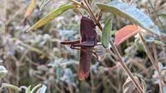 Schistocerca damnifica