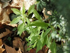Parietaria pensylvanica