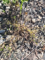 Myosotis sparsiflora