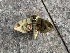 Callambulyx tatarinovii