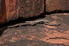 Egernia striolata