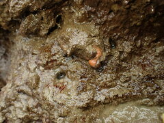 Cnemidocarpa bicornuta