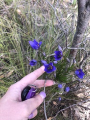Cheiranthera alternifolia