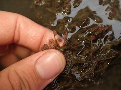 Ectopleura