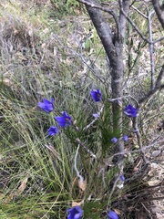 Cheiranthera alternifolia