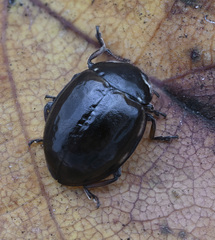 Harmonia quadripunctata