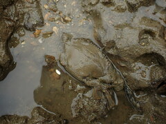 Charybdis japonica