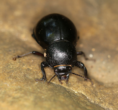 Ocnodes