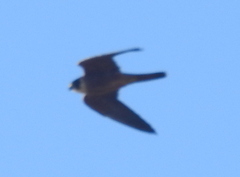 Falco longipennis