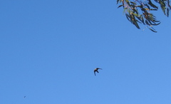 Falco longipennis