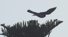 Falco longipennis