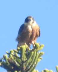 Falco longipennis