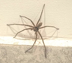 Heteropoda venatoria