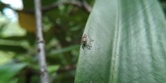 Cytaea
