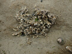 Spirobranchus cariniferus