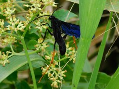 Aculeata