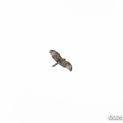 Buteo hemilasius