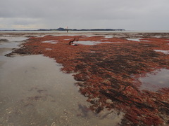 Rhodophyta