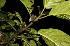 Batocera rubus rubus