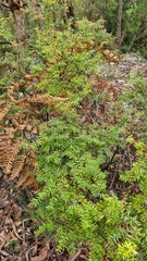 Acrotriche divaricata