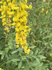 Crotalaria trichotoma