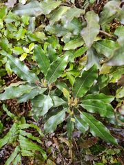 Quintinia serrata