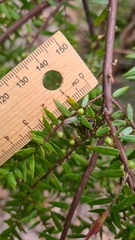 Acrotriche divaricata