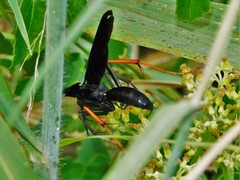 Aculeata