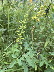 Crotalaria trichotoma
