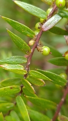 Acrotriche divaricata