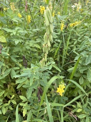Crotalaria trichotoma
