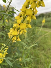 Crotalaria trichotoma