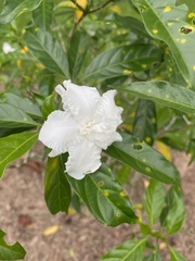 Tabernaemontana divaricata