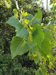 Populus nigra