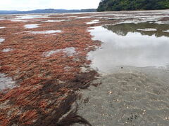 Rhodophyta