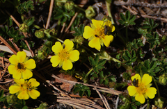 Potentilla verna