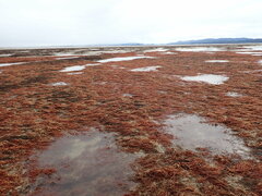 Rhodophyta
